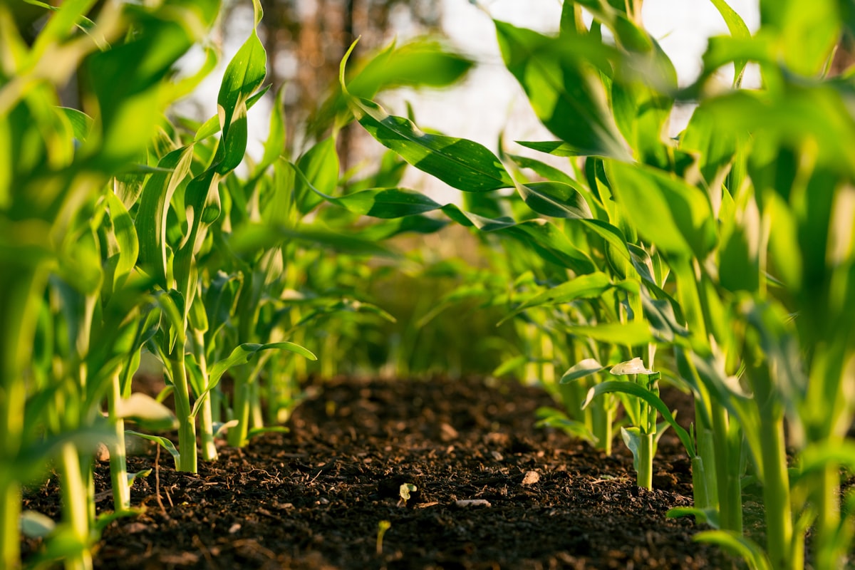 Building & Scaling a $5M Climate-Tech Vertical