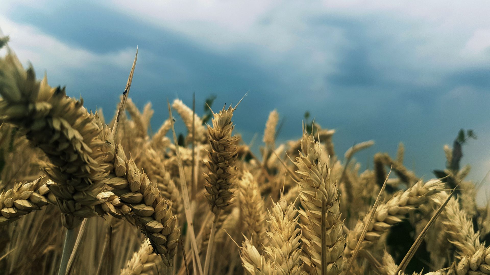 Climate / Food-Tech: Brand & Digital